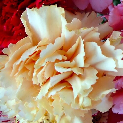 Bulk Carnations at wholesale flower prices