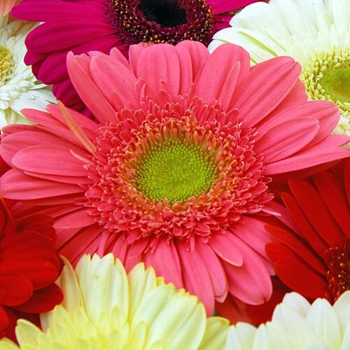 Types of flowers for weddings: Gerbera Daisies
