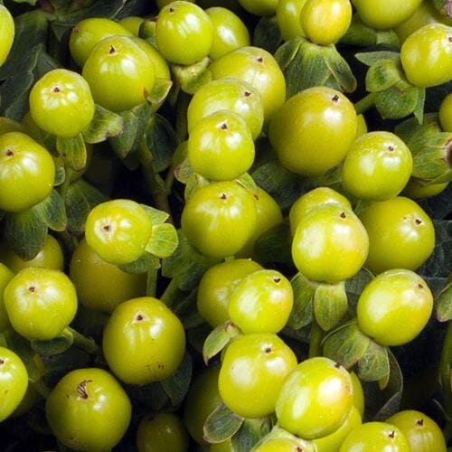 Types of flowers for weddings: Hypericum