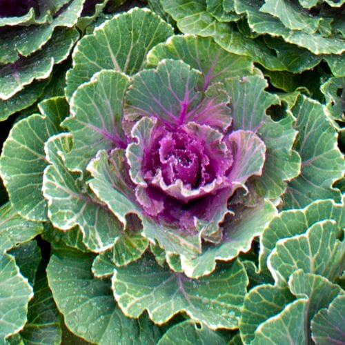 Types of flowers for weddings: Kale