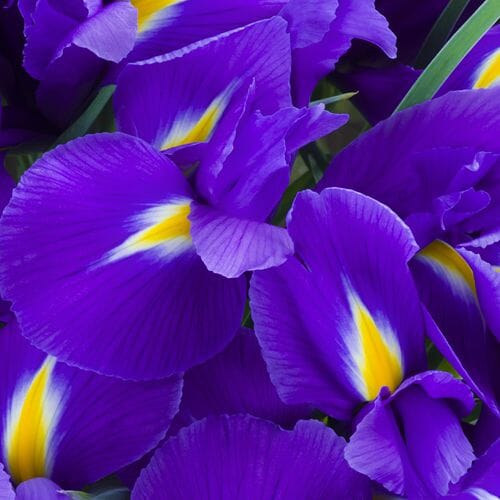 Types of flowers for weddings: Iris