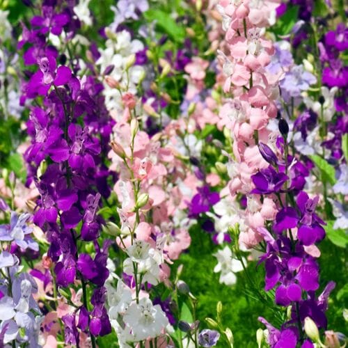 Types of flowers for weddings: Larkspur