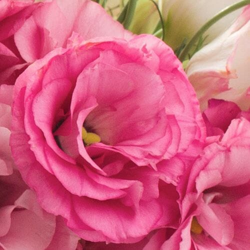 Bulk Lisianthus at wholesale flower prices