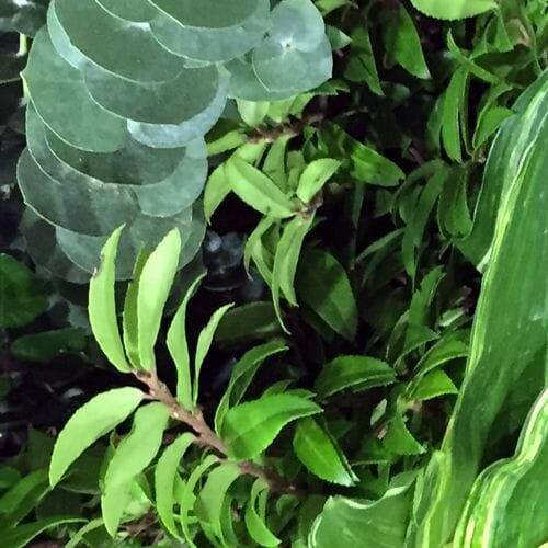 Types of flowers for weddings: Greenery
