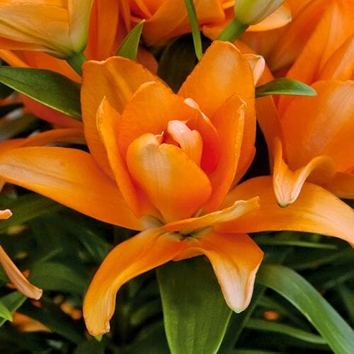Types of flowers for weddings: Lilies