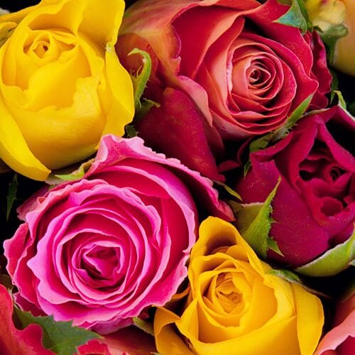 Wholesale Roses - In Stock