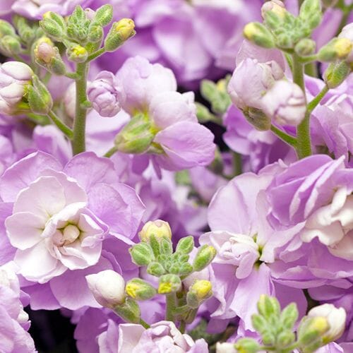 Types of flowers for weddings: Stock