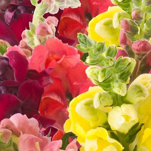 Types of flowers for weddings: Snapdragon