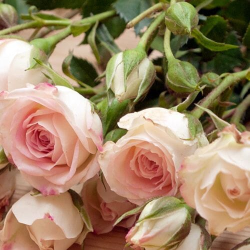Types of flowers for weddings: Spray Roses