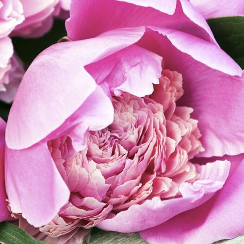 Wholesale Peonies