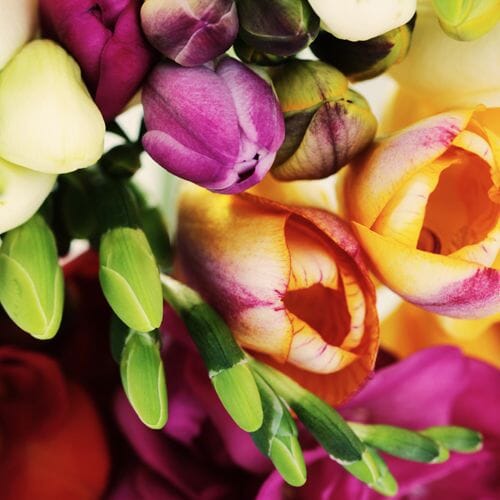 Types of flowers for weddings: Freesia