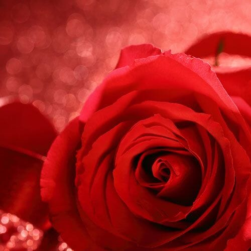 Types of flowers for weddings: Valentines Day