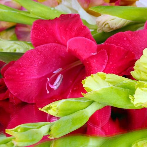 Types of flowers for weddings: Gladiolus