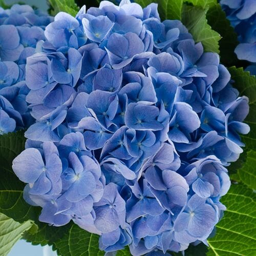 Wholesale Hydrangea
