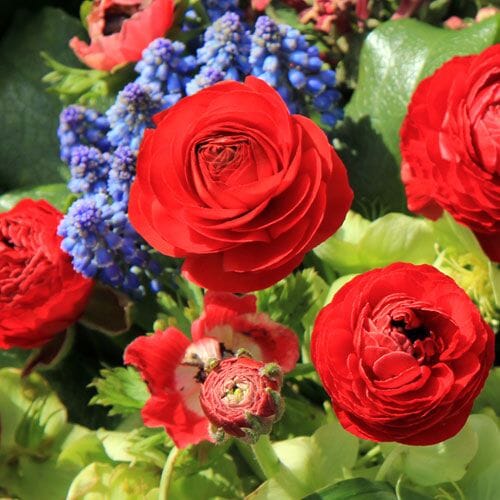 Buy Summer Flowers in bulk online
