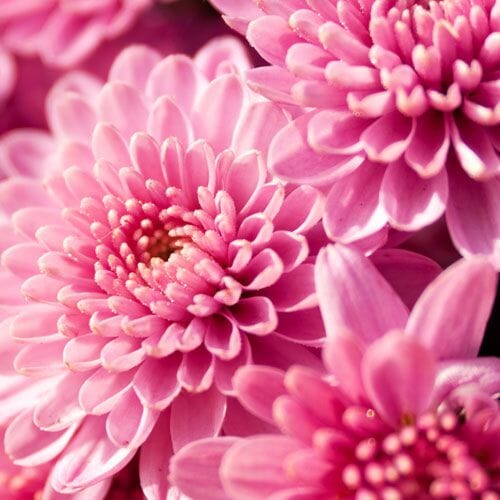 Pink Flowers