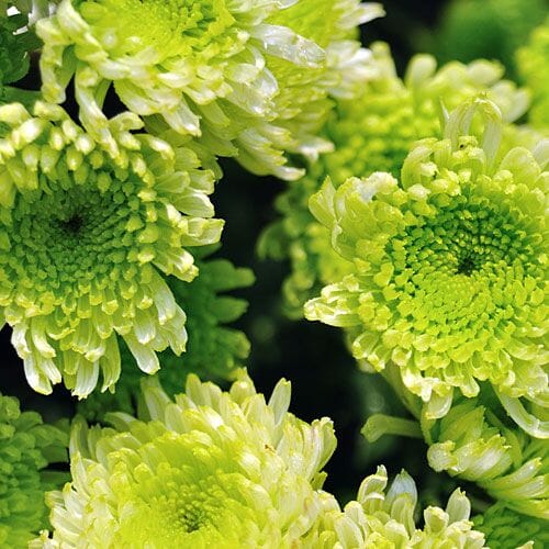 Types of flowers for weddings: Green Flowers