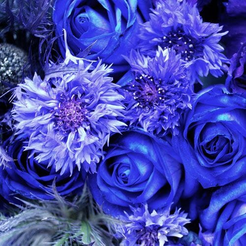 Types of flowers for weddings: Blue Flowers