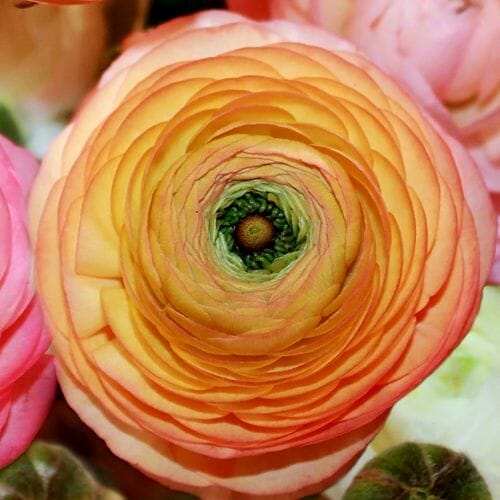 Types of flowers for weddings: Ranunculus