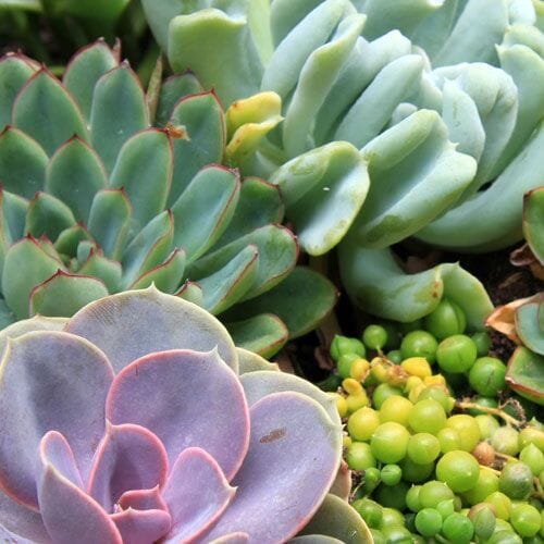 Types of flowers for weddings: Succulents