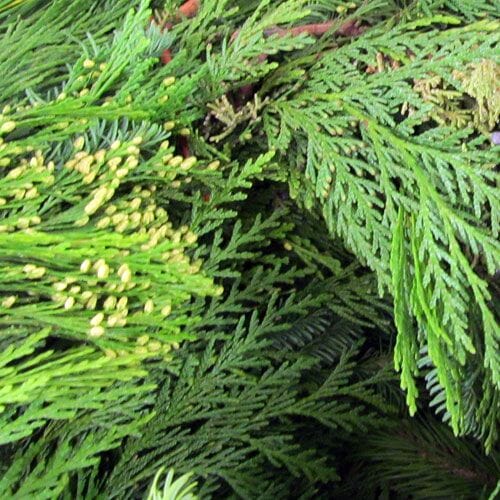 Types of flowers for weddings: Holiday Greens