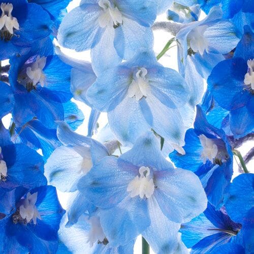 Types of flowers for weddings: Delphinium