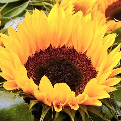 Wholesale Flowers Bulk Flowers Online Blooms By The Box