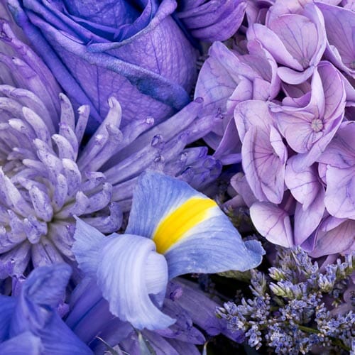 Types of flowers for weddings: Lavender Flowers