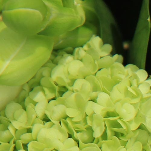 Types of flowers for weddings: Pantone Greenery