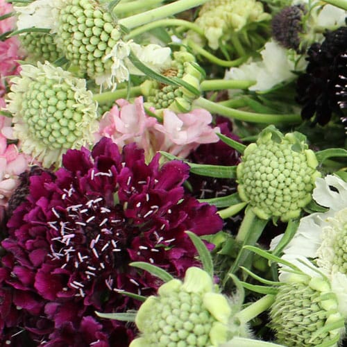 Types of flowers for weddings: Scabiosa