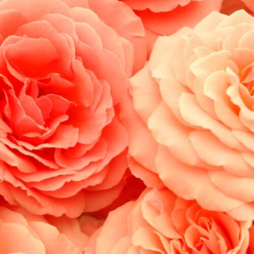 Types of flowers for weddings: Coral Flowers