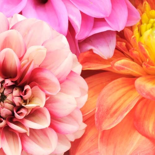 Types of flowers for weddings: Multi-Color Flowers