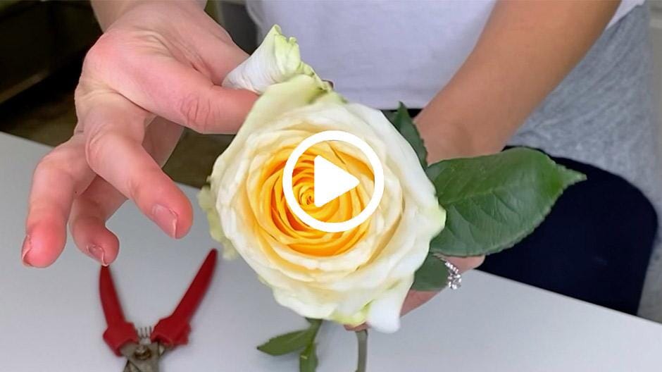 How to Remove Rose Guard Petals