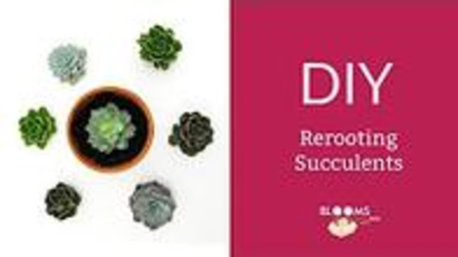 How to Make  Rerooting Succulents from your Arrangements