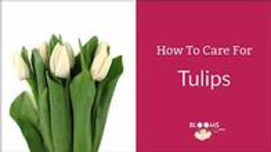 How To Care For Tulips