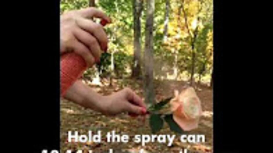 How To Dye a Rose with Floral Spray