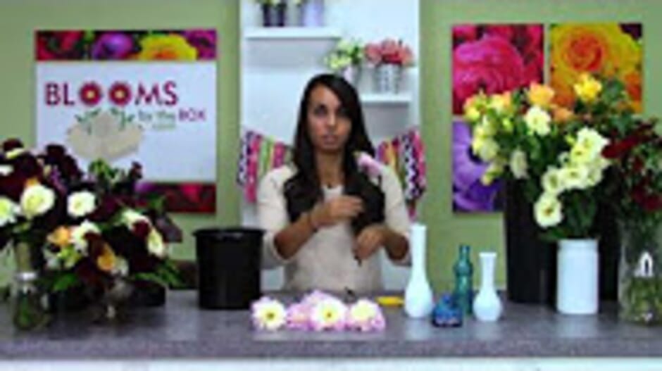 How to Hydrate Dahlias