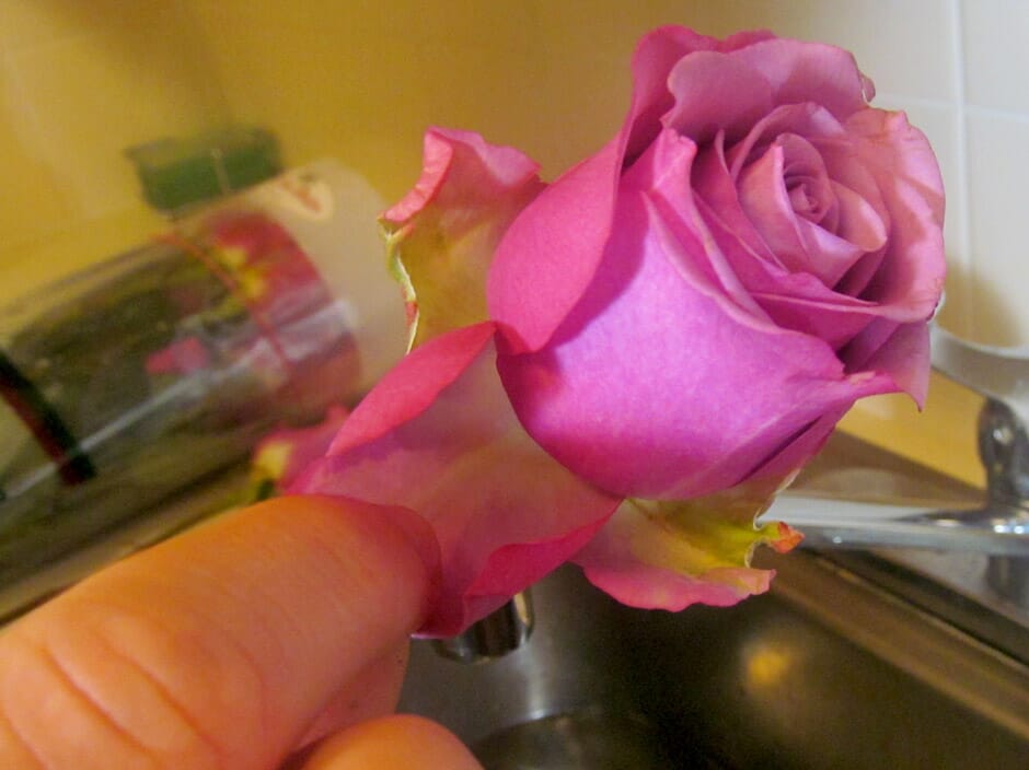 Caring for Cut Roses