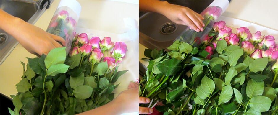  CARING FOR FRESH CUT ROSES