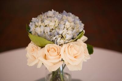 White Roses and Blue Hydra