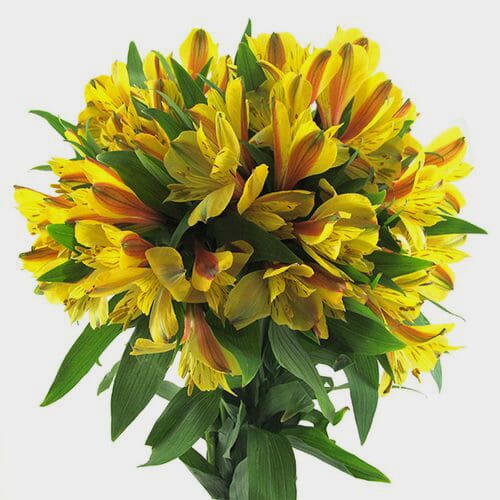 Wholesale flowers prices - buy Yellow Alstroemeria in bulk