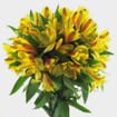 Yellow Alstroemeria 