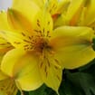 Yellow Alstroemeria 