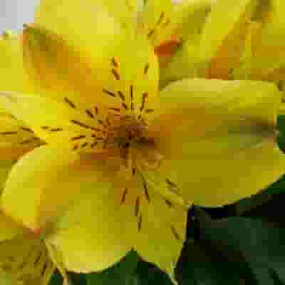 Yellow Alstroemeria 