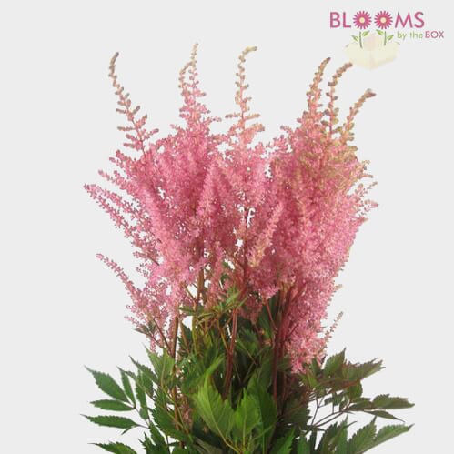 Wholesale flowers prices - buy Astilbe Pink in bulk