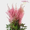 Astilbe Pink