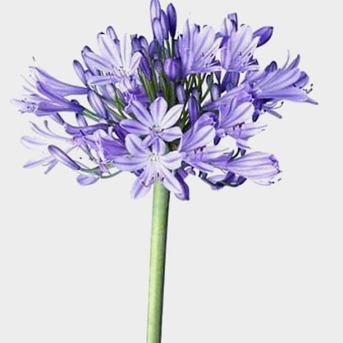 Bulk flowers online - Agapanthus Blue Flowers