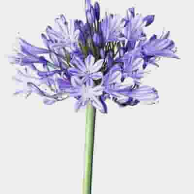 Agapanthus Blue Flowers