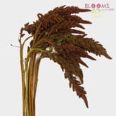 Amaranthus  Hanging Bronze