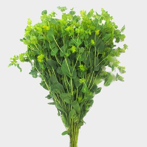 Wholesale flowers prices - buy Bupleurum Flower in bulk